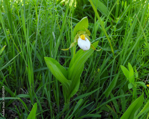 Cypripedium candidum | Small White Lady's-slipper | White Moccasin-flower | Native North American Orchid Wildflower photo