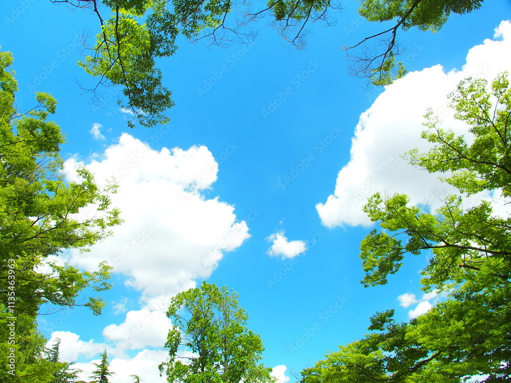 Fototapeta premium 初夏の公園の欅とユリノキと夏の雲