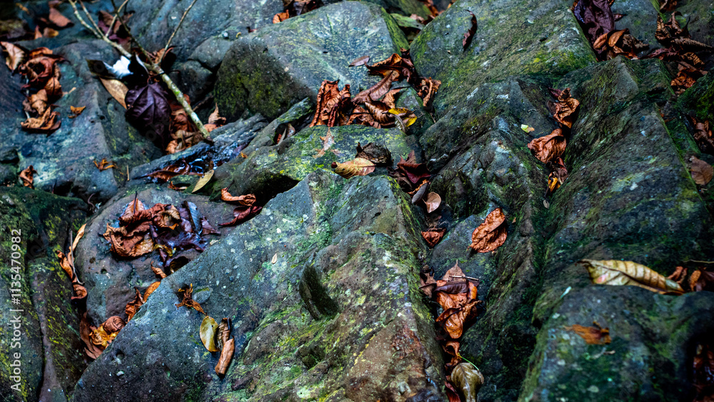 Moss-covered Rocks with Fallen Leaves Moss-covered Rocks with Fallen Leaves