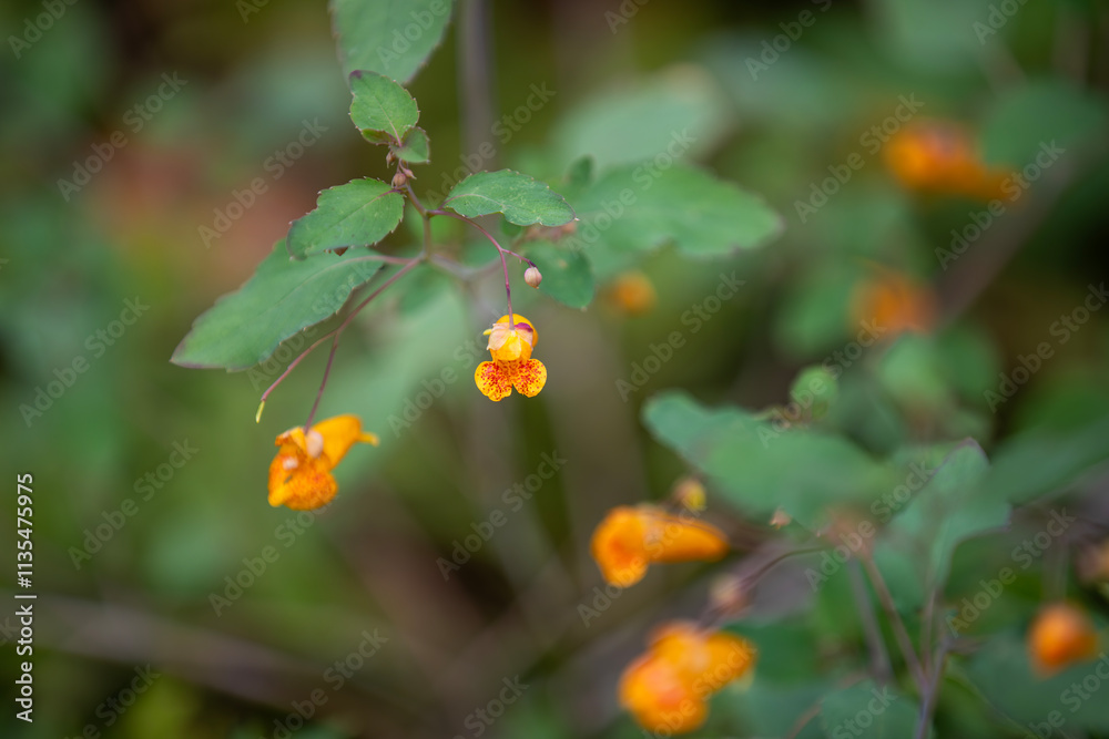 These are spotted touch-me-nots (impatiens capensis, orange jewelweed, common jewelweed, spotted jewelweed, jewelweed, orange balsam) growing alongside a hiking trail in Ontario. These are spotted touch-me-nots (impatiens capensis, orange jewelweed, common jewelweed, spotted jewelweed, jewelweed, orange balsam) growing alongside a hiking trail in Ontario.