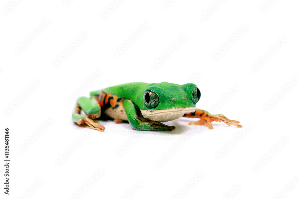 Fotografie 睨むカエル　トラジマネコメガエル　白バック