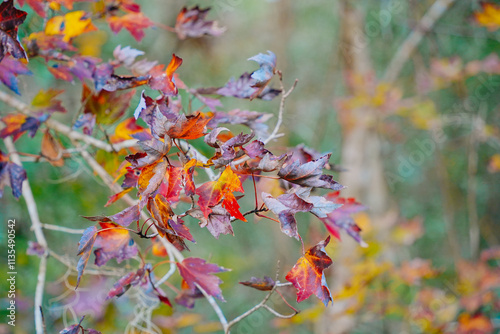 Winter landscape of Flatwoods Flatwoods Conservation Park in Tampa Florida	
