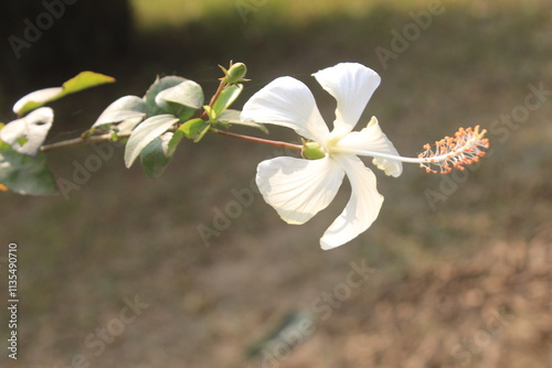 A close-up of Hibiscus arnottianus White rosemallow flower photo