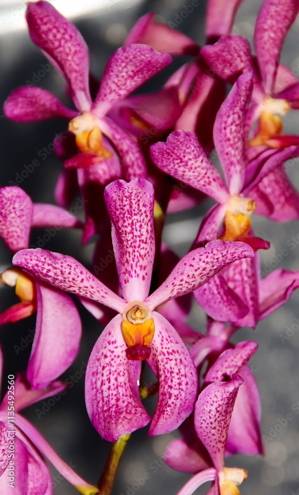 Naklejka premium Lovely Pink Spotted Mokara Orchid Hybrid in Bloom.
