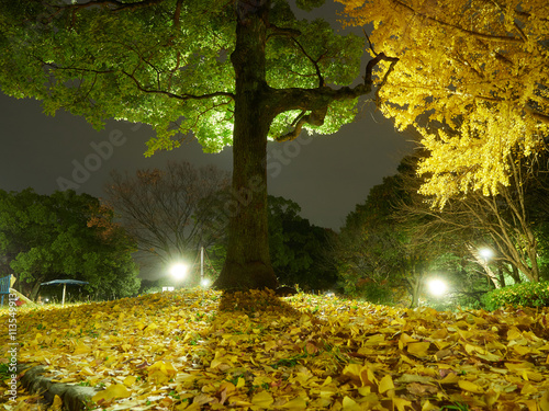 冬の夜の公園の森と銀杏の木の風景