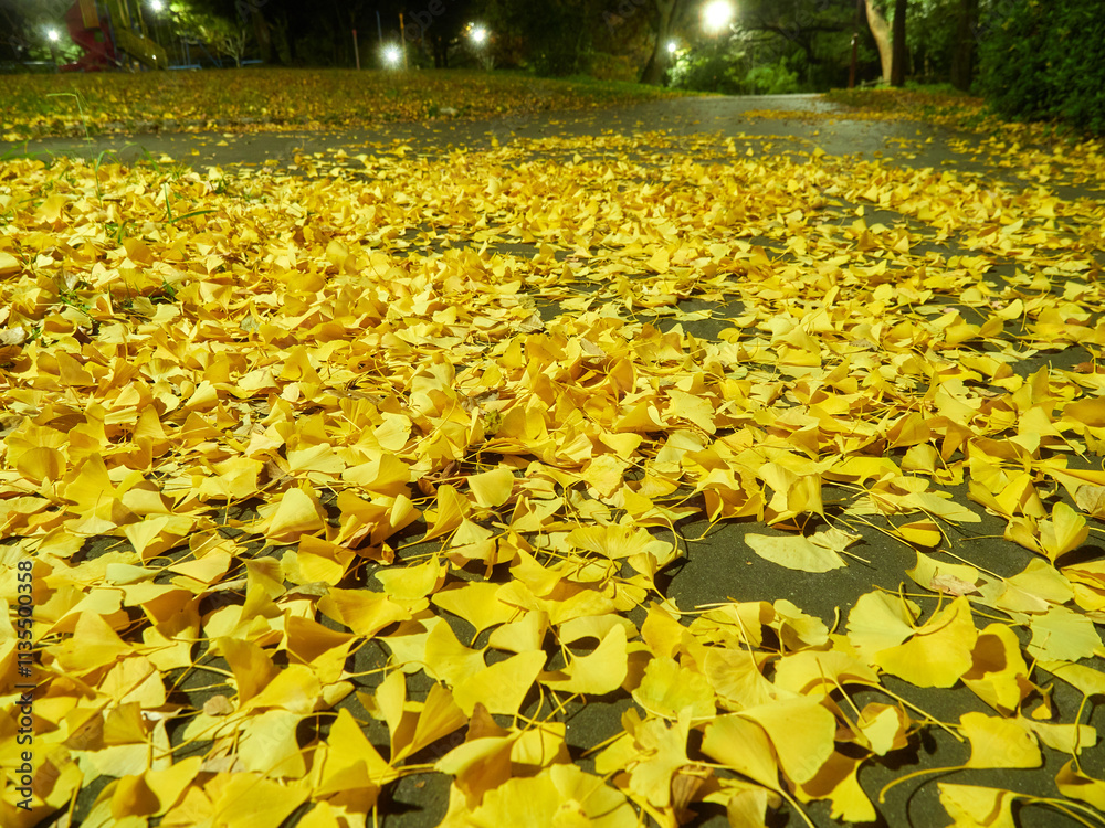 Obraz premium 冬の夜の公園の銀杏の落ち葉の風景
