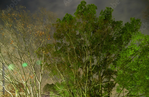 Wallpaper Mural 冬の夜の静かな公園の森の風景 Torontodigital.ca