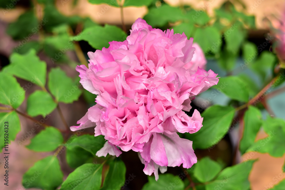 牡丹の花 牡丹の花