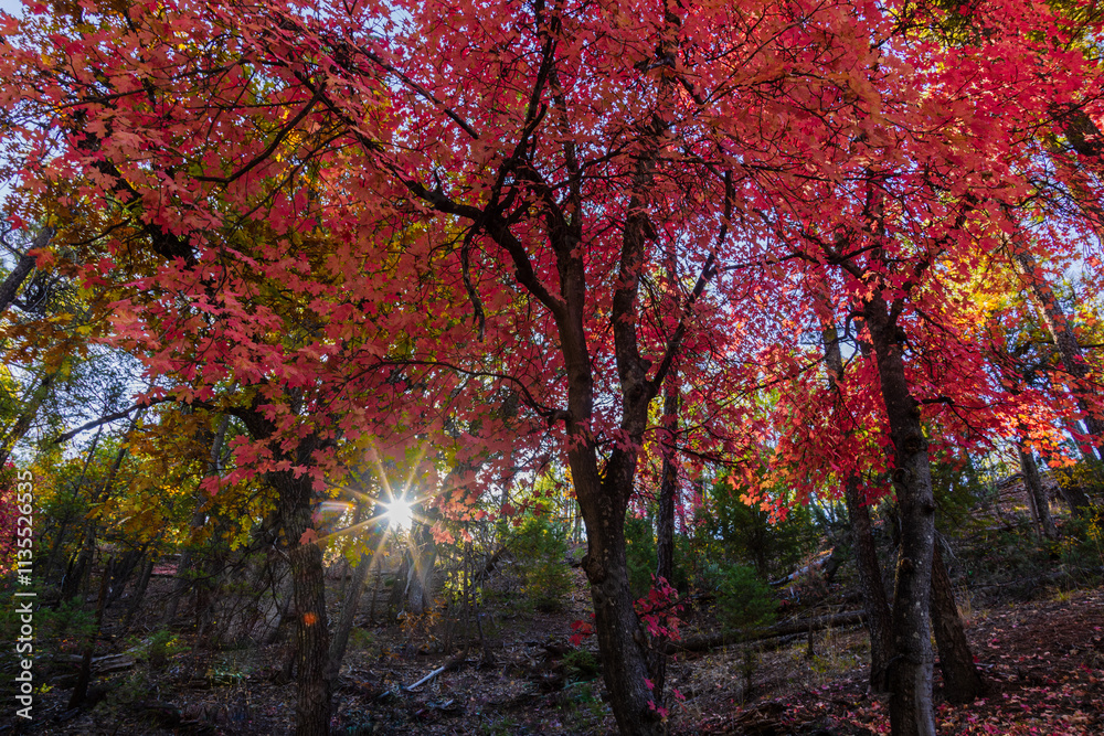 Yellow and Red Fall leaves adorn a hillside along Horton Creek in the Tonto National Forest near Payson, Arizona. Yellow and Red Fall leaves adorn a hillside along Horton Creek in the Tonto National Forest near Payson, Arizona.