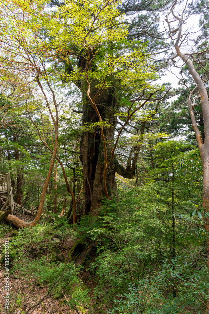 屋久島の縄文杉