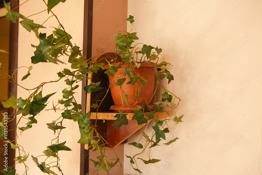 © S... - a vertical shot of a green ivy plant in a pot © S... - a vertical shot of a green ivy plant in a pot