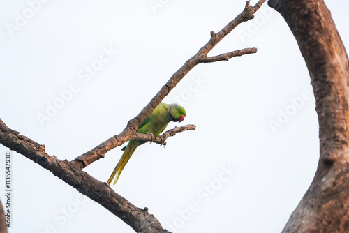 Green parrot sitting on branch, Vibrant parrot on dry tree, Single parrot perched, Indian parrot close-up, Parrot on isolated branch, Tropical parrot wildlife, Green parrot with red beak stock photo

 photo