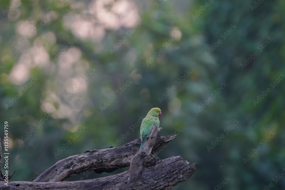 Parrots on a tree branch, Vibrant parakeets in nature, Green parrots resting outdoors, Birds on a dry log, Wildlife close-up in the wild, Natural habitat of parrots, Parakeets perched in a forest.
Parrots on a tree branch, Vibrant parakeets in nature, Green parrots resting outdoors, Birds on a dry log, Wildlife close-up in the wild, Natural habitat of parrots, Parakeets perched in a forest.