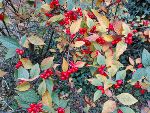Autumn leaves background. Red berries of Cotoneaster Bullatus