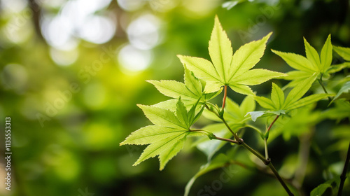 Fresh green maple leaves shimmering in sunlight during springtime in a serene garden