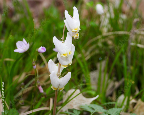 Dicentra cucullaria | Dutchman's Breeches | Native North American Woodland Spring Wildflower photo