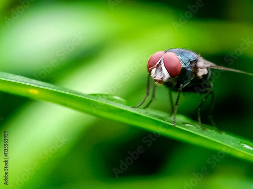 Cochliomyia hominivorax, the New World screw-worm fly, or screw-worm for short, is a species of parasitic fly that is well known for the way in which its larvae (maggots) eat the living tissue. photo