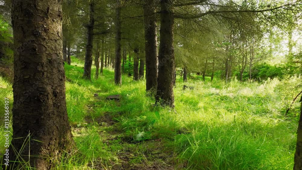 A Serene and Peaceful Forest Path Surrounded by Lush Greenery and Bright Sunlight A Serene and Peaceful Forest Path Surrounded by Lush Greenery and Bright Sunlight