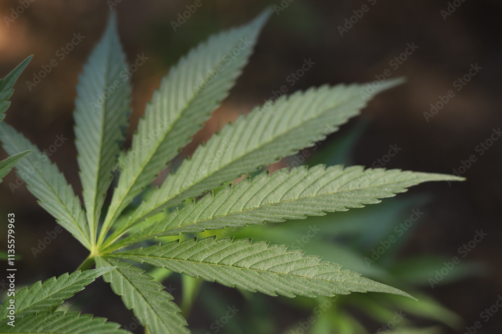High angle view of marijuana leaves with copy space High angle view of marijuana leaves with copy space