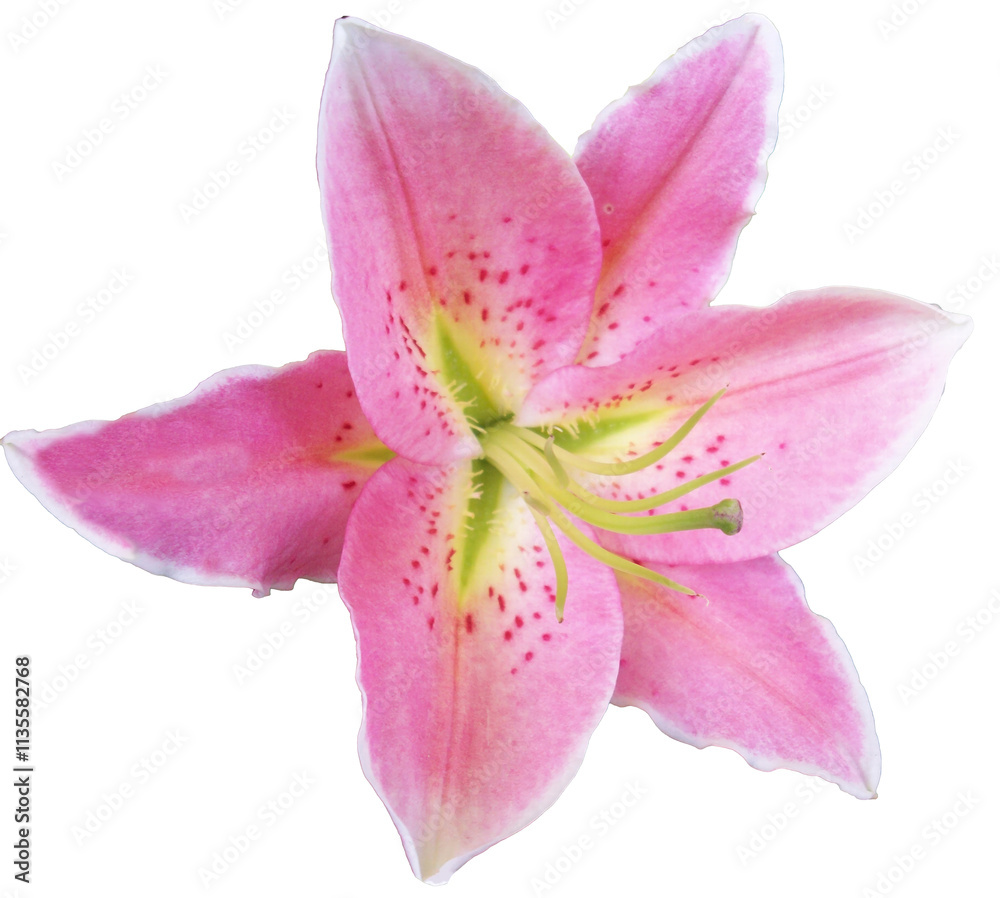 Pink lily flower isolated on white background Pink lily flower isolated on white background