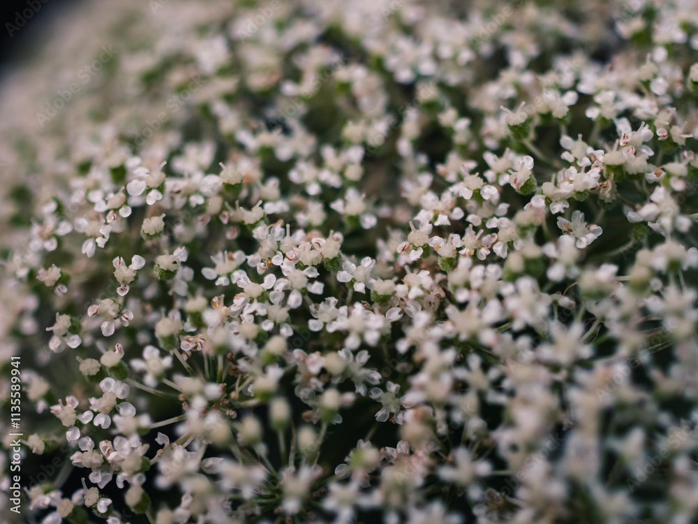Close up of a flower
