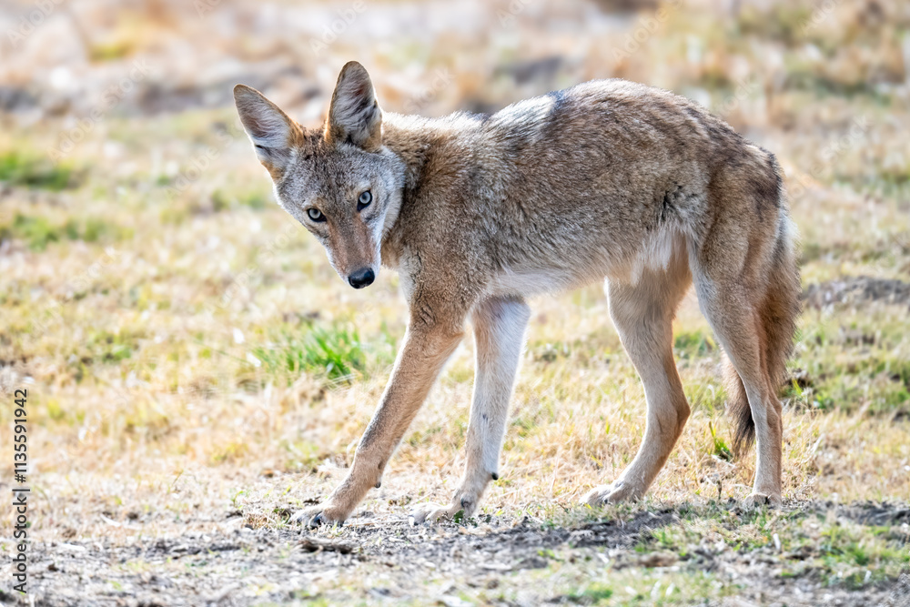 Juvenile coyote wandering in Merced Wildlife Refuge Juvenile coyote wandering in Merced Wildlife Refuge