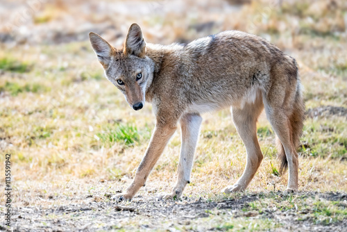 Juvenile coyote wandering in Merced Wildlife Refuge