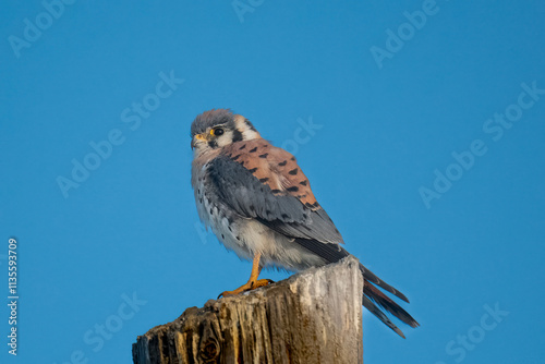 Bild auf Leinwand american kestrel observing the neighbourhood from the top of the poll