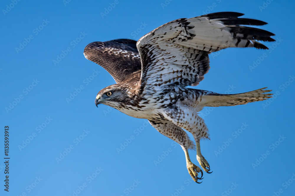 Fototapeta premium red-shouldered hawk flying over Bay Trail Califirnia