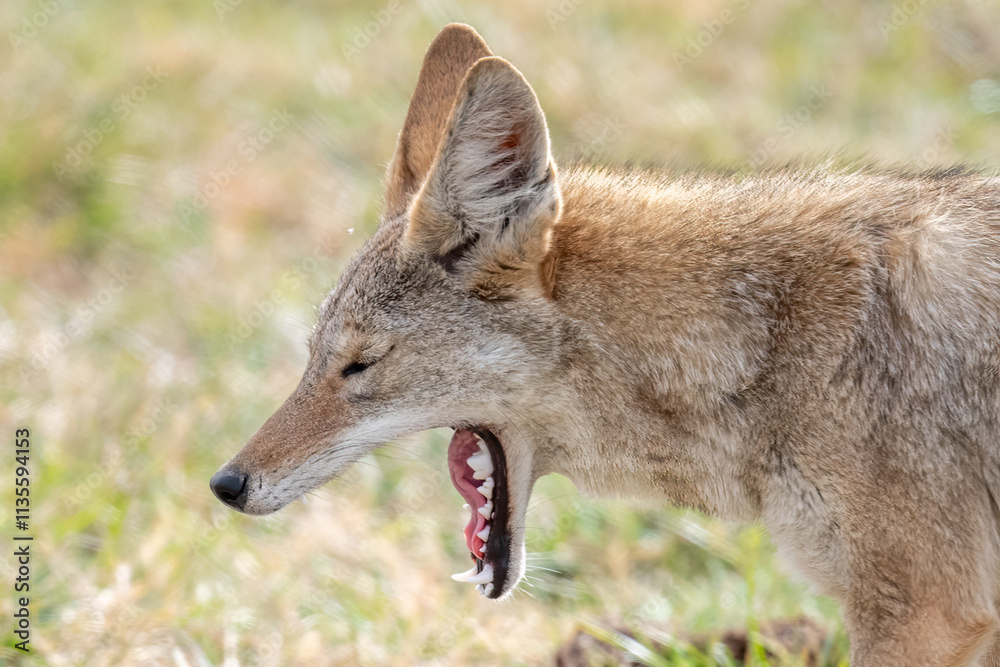 Juvenile coyote yawning showing perfect white teeth Juvenile coyote yawning showing perfect white teeth
