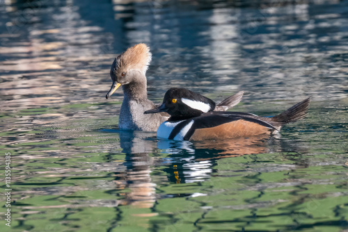 Hooded merganser male and female in a local pond photo