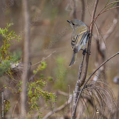 Whistler Bird in a tree