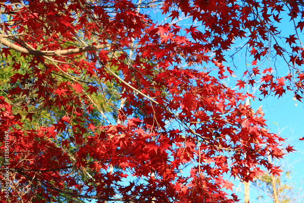 Japanese autumn foliage,Japanese fall colors Japanese autumn foliage,Japanese fall colors