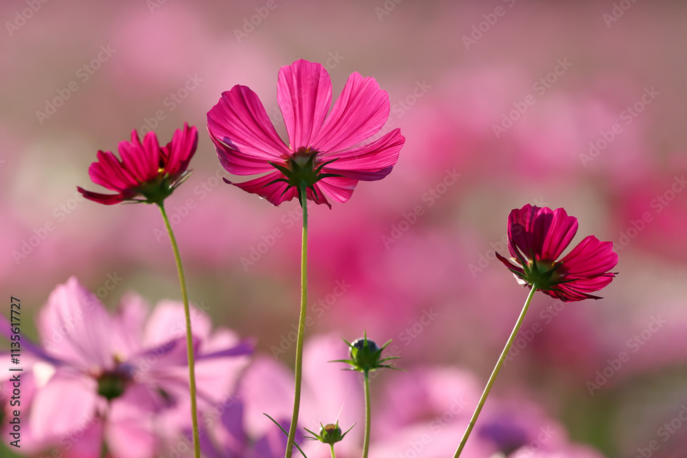 Colorful cosmos flowers blooming in the garden. Colorful cosmos flowers blooming in the garden.