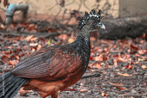 Hocofaisán,  Crax rubra photo