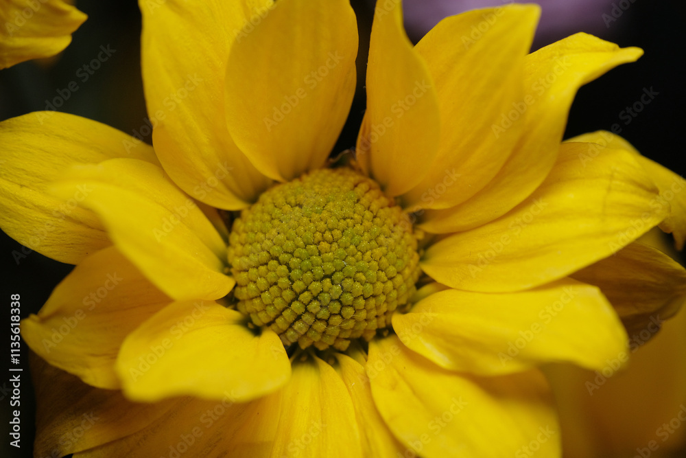 yellow flowers in the garden