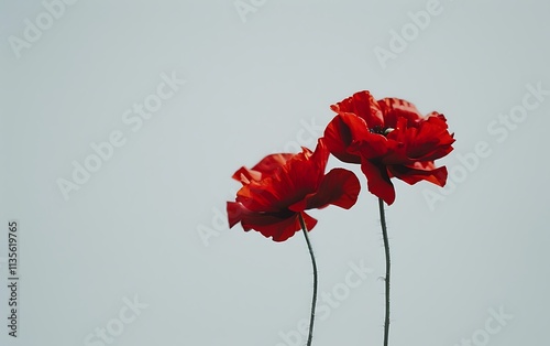 red flowers fresh decorative white background photo