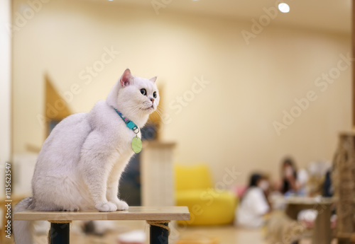white fluffy young cat sitting on wooden table chair wearing blue neck strap or collar and blank green hanging sign or tag at home or cat cafe for cute pet and animal background with many children