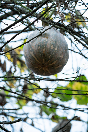 A pumpkin crop hanging from a branch vine photo