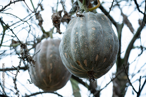 A pumpkin crop hanging from a branch vine photo