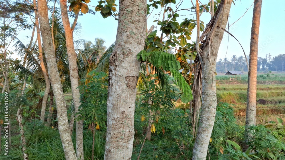 Fototapeta premium Close-up view of tree trunks of trees which have smooth, light-colored bark and lush green foliage