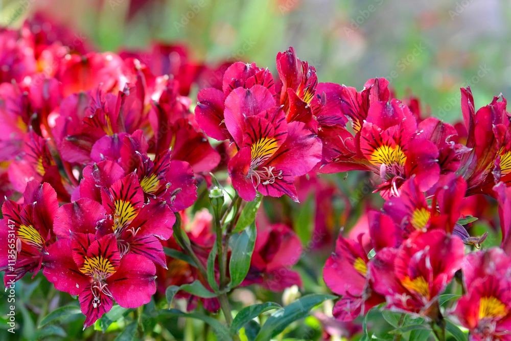 Obraz premium Fleurs dans un jardin