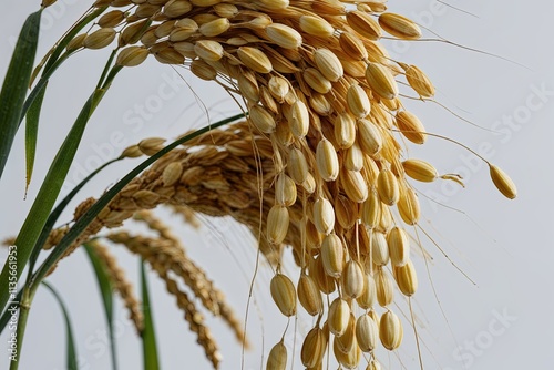 Cascading Oats Soaring Over a White Background with Macro Depth of Field photo