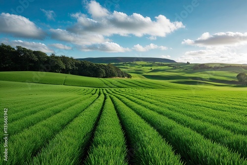 Radiant Emerald Fields: A Fresh Daylight Landscape Experience