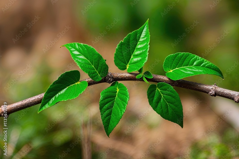 Lush Green Leaves on a Twig Set Against a Natural Backdrop Lush Green Leaves on a Twig Set Against a Natural Backdrop