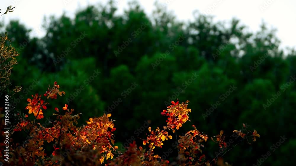 Orange autumn leaves on branches bend under gusts of breeze. In background are coniferous pine trees. Background for relaxation or titles. Copy space. Slow motion. Pula, Croatia - December 1, 2024 Orange autumn leaves on branches bend under gusts of breeze. In background are coniferous pine trees. Background for relaxation or titles. Copy space. Slow motion. Pula, Croatia - December 1, 2024