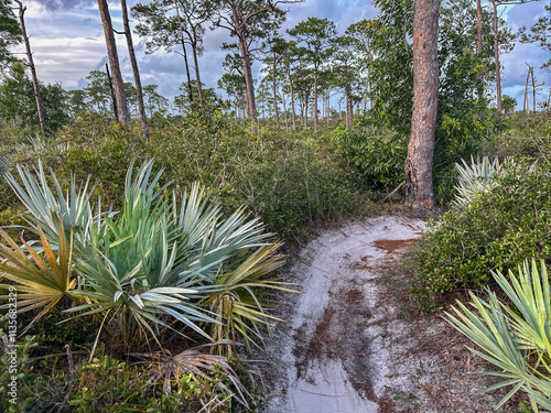 Camp Murphy MBT (Mountain Bike Trail) at Jonathan Dickinson State Park, Florida photo