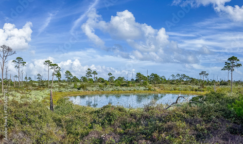 Scenery on the Camp Murphy MBT (Mountain Bike Trail) at Jonathan Dickinson State Park, Florida photo