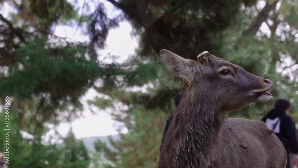 Domesticated Deer in Nara Opening Its Mouth with Tourists and Green Trees in the Background Domesticated Deer in Nara Opening Its Mouth with Tourists and Green Trees in the Background