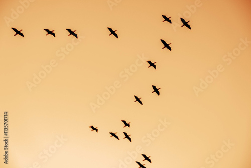 早朝、日が昇ると鳥たちが大空を飛び回る　兵庫県西宮市の香櫨園浜で撮影 photo